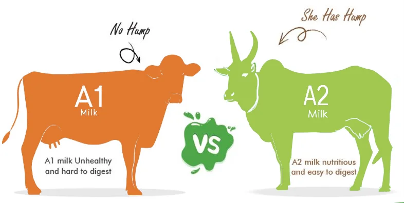 A1 Vs A2 Milk – Does it Matter?