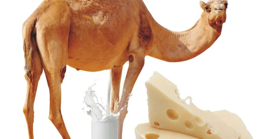 Camel Milk Cheese and Health Benefits