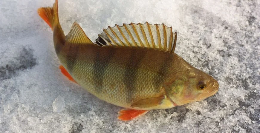 Fresh Water Fish VS Salt Water Fish Which One is Better