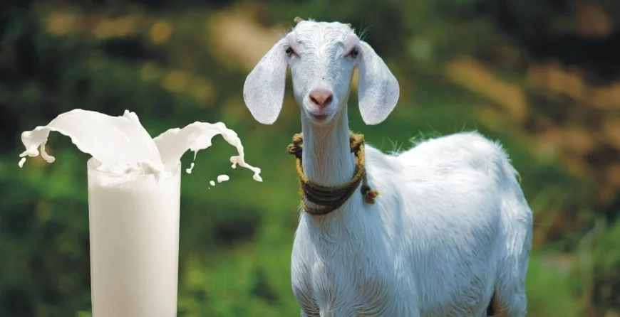 Why Goat Milk Known to Similar to Human Milk?