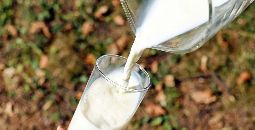Is Whole Milk Better Than Low-Fat and Skim Milk?