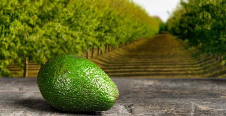 Avocado Health, Nutritional facts, Calories, Proteins and Vitamins