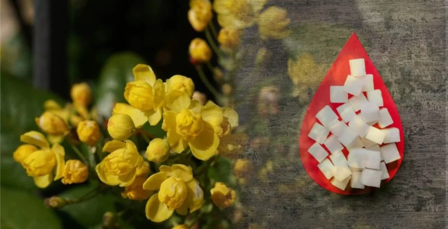 Berberine and Blood Sugar –  A Natural Approach