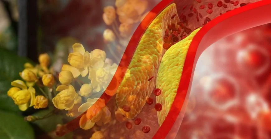 Berberine and Cholesterol – A Natural Solution