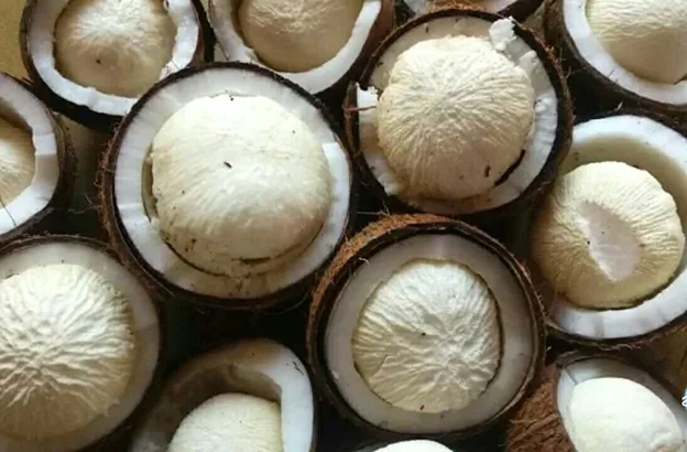 Coconut Embryo – Health benefits and Nutrition facts