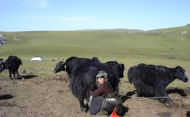 Yak Milk Nutrition Facts